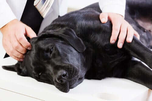 Hemangiosarkom hos hunder er svært alvorlig. 