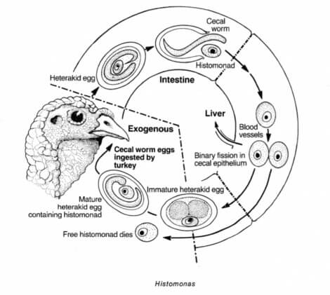 Histomonas i tamfugl