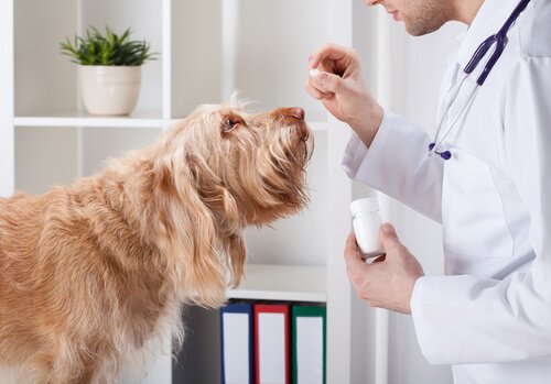 Bør jeg gi hunden min vitaminer?