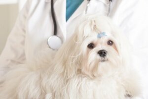 Cellegiftbehandling for hunder
