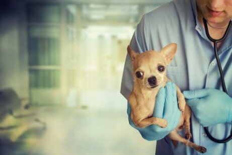 En veterinær som bærer en hund