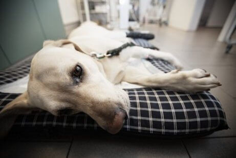 En syk hund på en seng