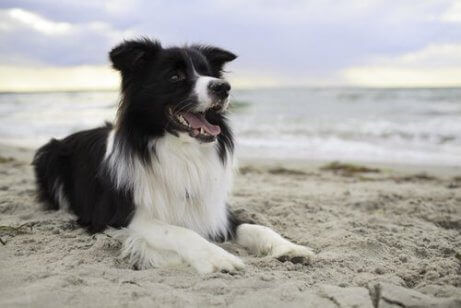 En hund som legger seg på stranden