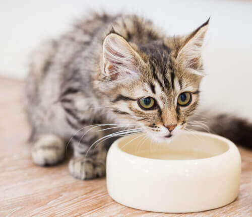 Finn ut hvorfor katter flytter vannskålen sin før de drikker