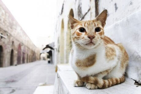 En katt som sitter på gaten