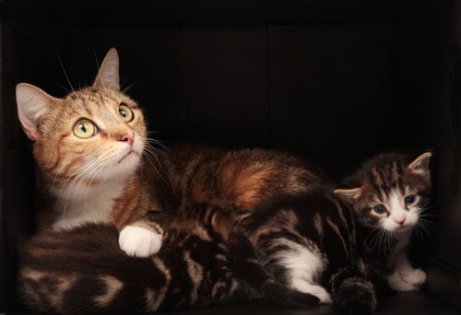 Fødsel hos katter kan kreve en tur til veterinæren.
