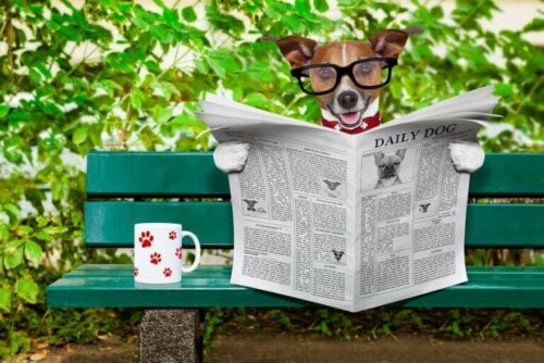 Hund med briller leser avisen