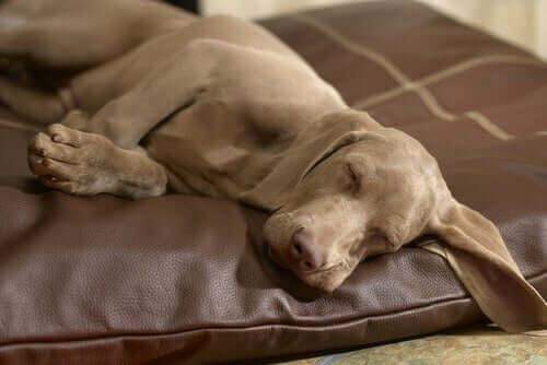 Nattlig rastløshet hos hunder kan gjøre søvnen vanskelig for alle i samme hus. 