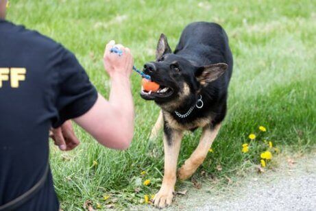 En hund med en politibetjent
