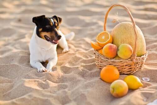 Hund ligger på stranden med en kurv full av frukt
