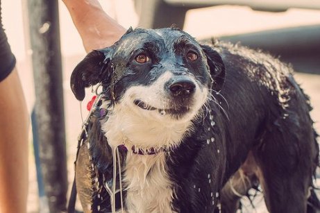 En våt hund under et bad