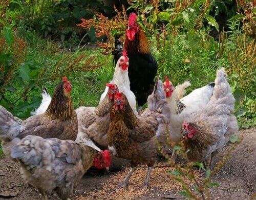 En gruppe forskjellige raser av kyllinger.