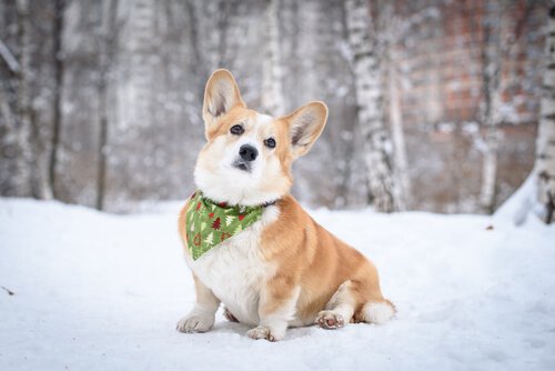 En hund som sitter i snøen.