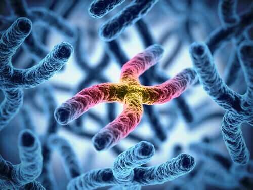 Forholdet mellom kromosomer og lang levetid.