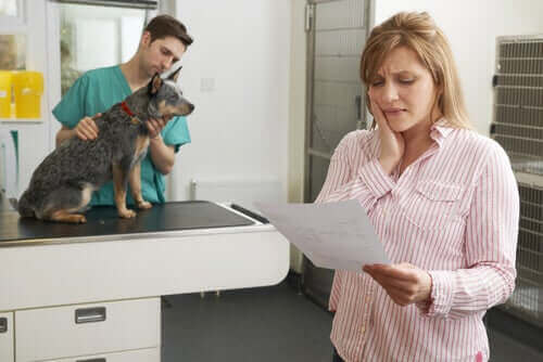 Forsikringer for kjæledyr: Ansvar og helsedekning
