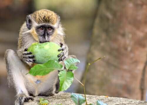 Grønne aper (chlorocebus sabaeus) og deres anti-drone-alarm