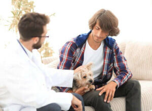 Hyperparatyreoidisme hos hunder: Hvordan påvirker det dem?