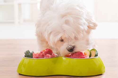 Er det greit for en hund å spise rå mat?