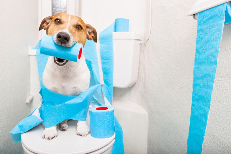Kjæledyrpleie - Hvordan stoppe diaré hos hunder