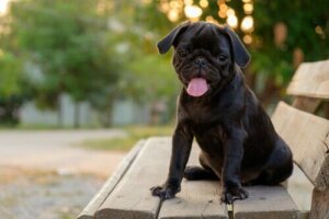 Symtomer på brachycephalisk syndrom hos kortsnutede hunder