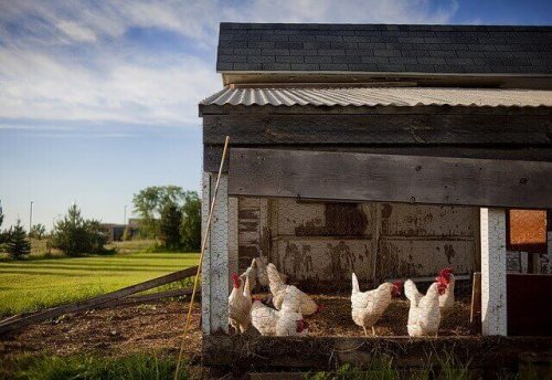 Syv tips for å oppdra kyllinger i urbane områder