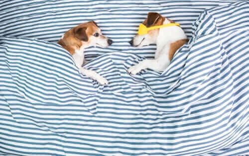 To hunder som sover i en seng.