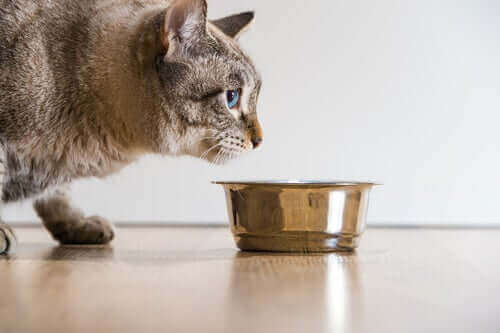 Hvor lenge kan en katt overleve uten mat?