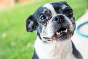 Tannkjøttsykdom og manglende tenner hos eldre hunder