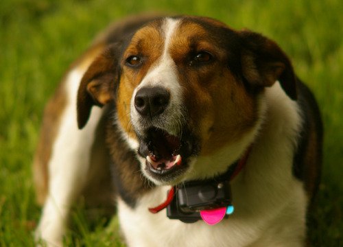 En hund iført smarttelefonen for hunder på halsbåndet