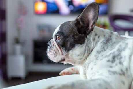 En hund som ser på en film
