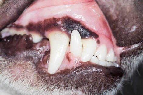 Å pusse hundens tenner resulterer i sunt tannkjøtt