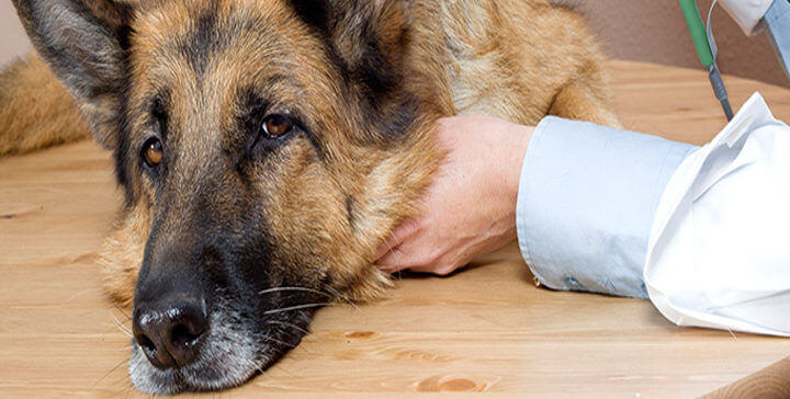 Endoparasitter hos hunder og helsefarene