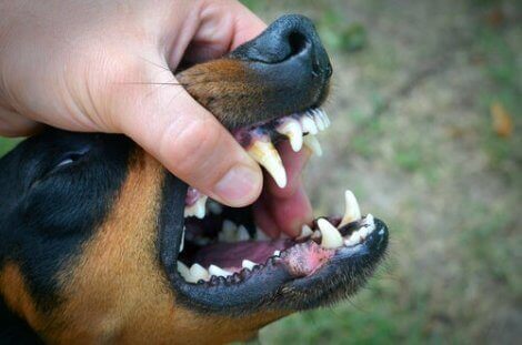 En person som avslører hundens tenner for å se om de trenger pussing
