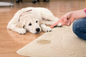 Hund som får kjeft for å ha tisset på teppet