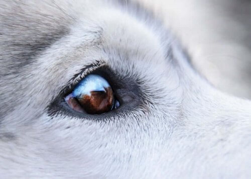 Behandling av vorter rundt øynene til hunden