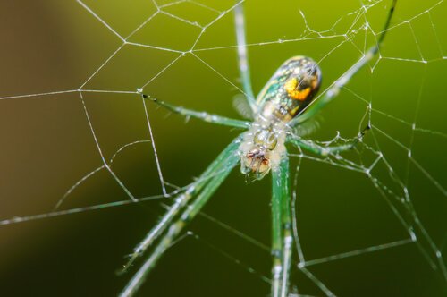 En frukthage-edderkopp i nettet.