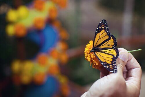 En monarksommerfugl på en blomst.
