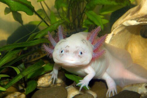 Hva er egentlig amfibiet axolotl?