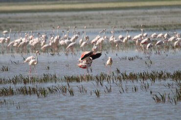 Flamingoer som står i en innsjø som er en del av Natura 2000