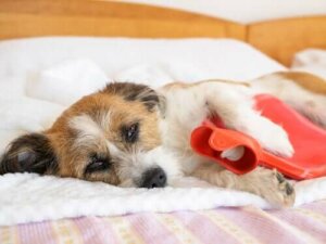 Magesmerter hos hunder: Tegn og symptomer