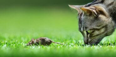 En katt som bruker værhår på forbena mens de jakter en mus.