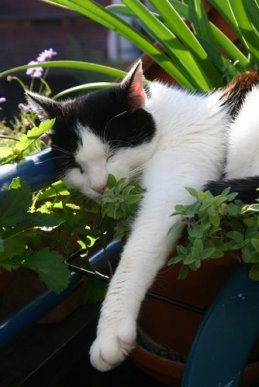 En katt som sover blant planter