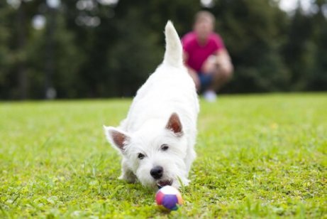 Å leke leker vil øke hundens selvsikkerhet
