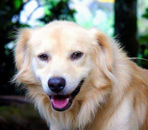 Ikke bare smiler hunder, men mye tyder på at de også ler på sin egen måte. 