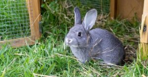 Et utendørs kaninbur, det ideelle hjemmet for kaninen din