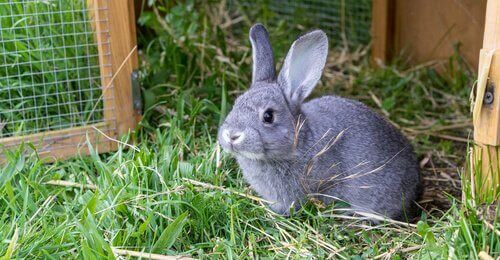 Et utendørs kaninbur, det ideelle hjemmet for kaninen din