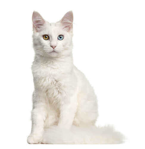 En døv katt med et blått og et brunt øye.