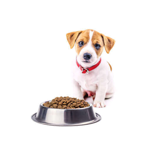 En hund foran en matskål