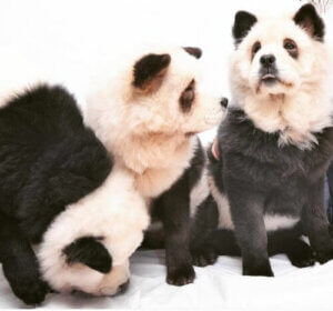 Panda chow-chow: Er det en hund eller en panda?