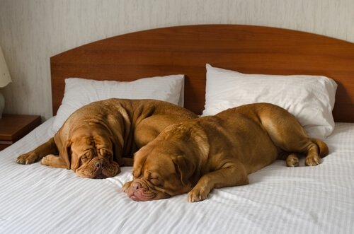 To hunder som sover på en seng.